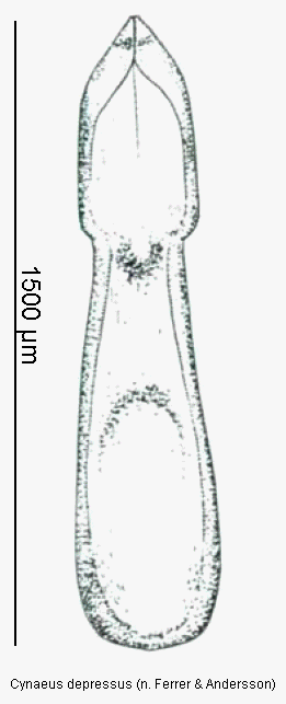 cynaeus_depressus.gif