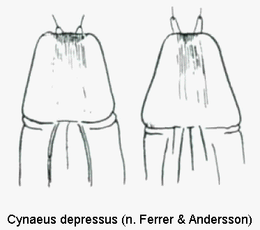 cynaeus_depressus_ovi.gif