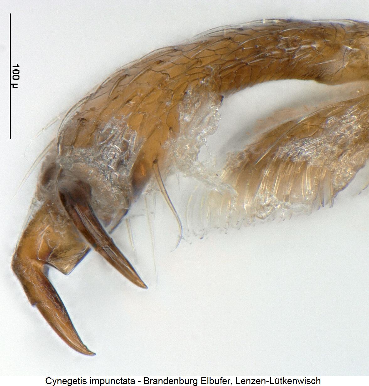 cynegetis_impunctata_htr.jpg