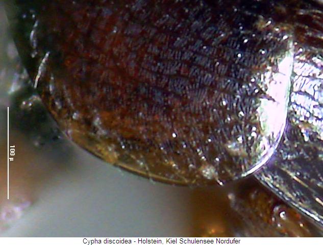 cypha_discoidea_hsch.jpg