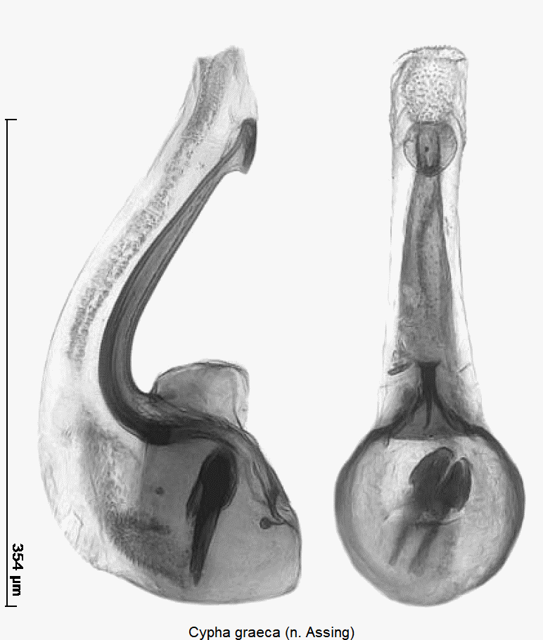 cypha_graeca.gif