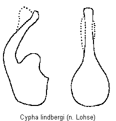 cypha_lindbergi.gif
