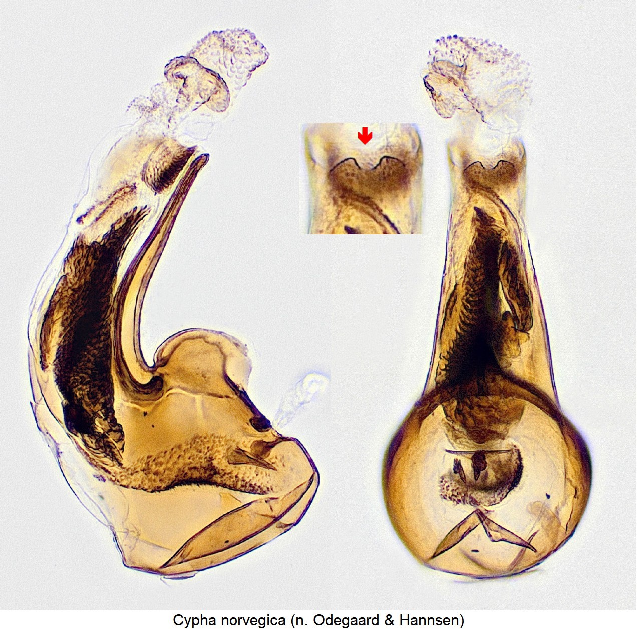 cypha_norvegica.jpg