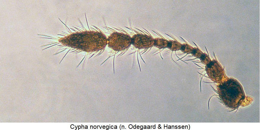 cypha_norvegica_f.jpg
