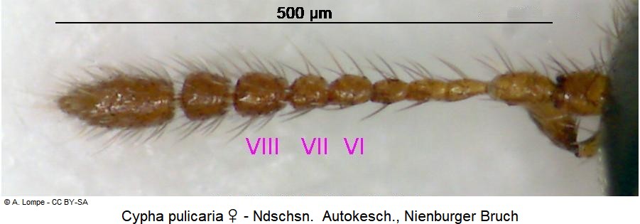 cypha_pulicaria_f.jpg