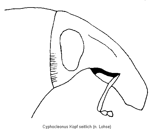 cyphocleonus_kopf.gif