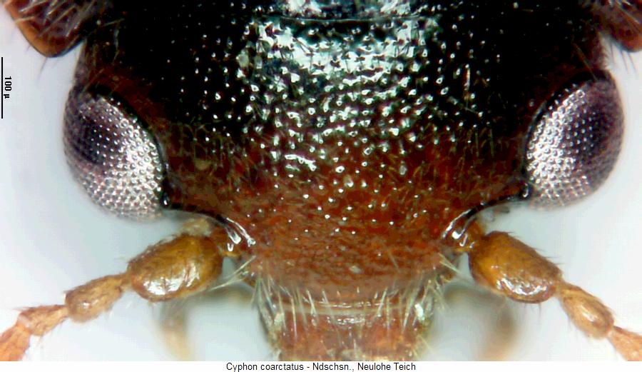 cyphon_coarctatus_k.jpg