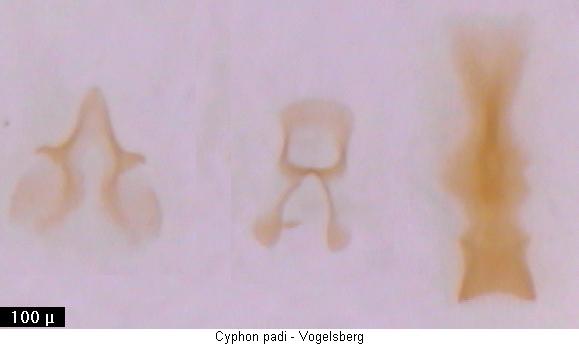 cyphon_padi2.jpg