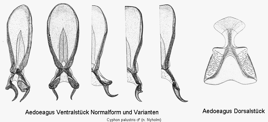 cyphon_palustris.gif