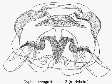 cyphon_phragmiteticola_sperm.gif