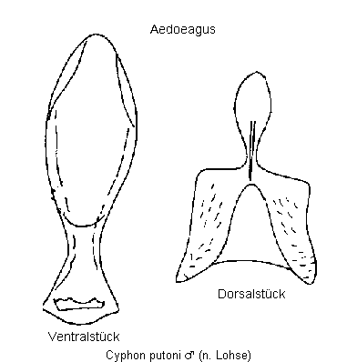 cyphon_putoni.gif