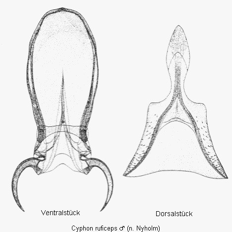 cyphon_ruficeps.gif