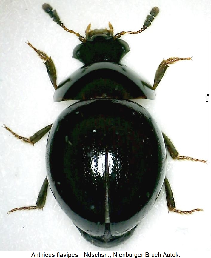cyrtoplastus_seriepunctatus_hab.jpg