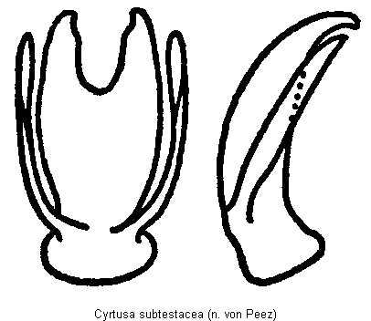 cyrtusa_subtestacea.gif
