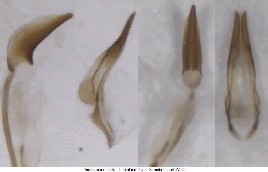 dacne_bipustulata.jpg