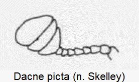 dacne_picta_f.gif