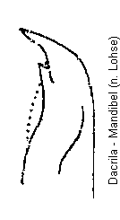 dacrila_mandibel.gif