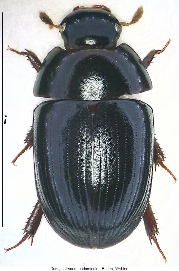 dactylosternum_abdominale_hab.jpg
