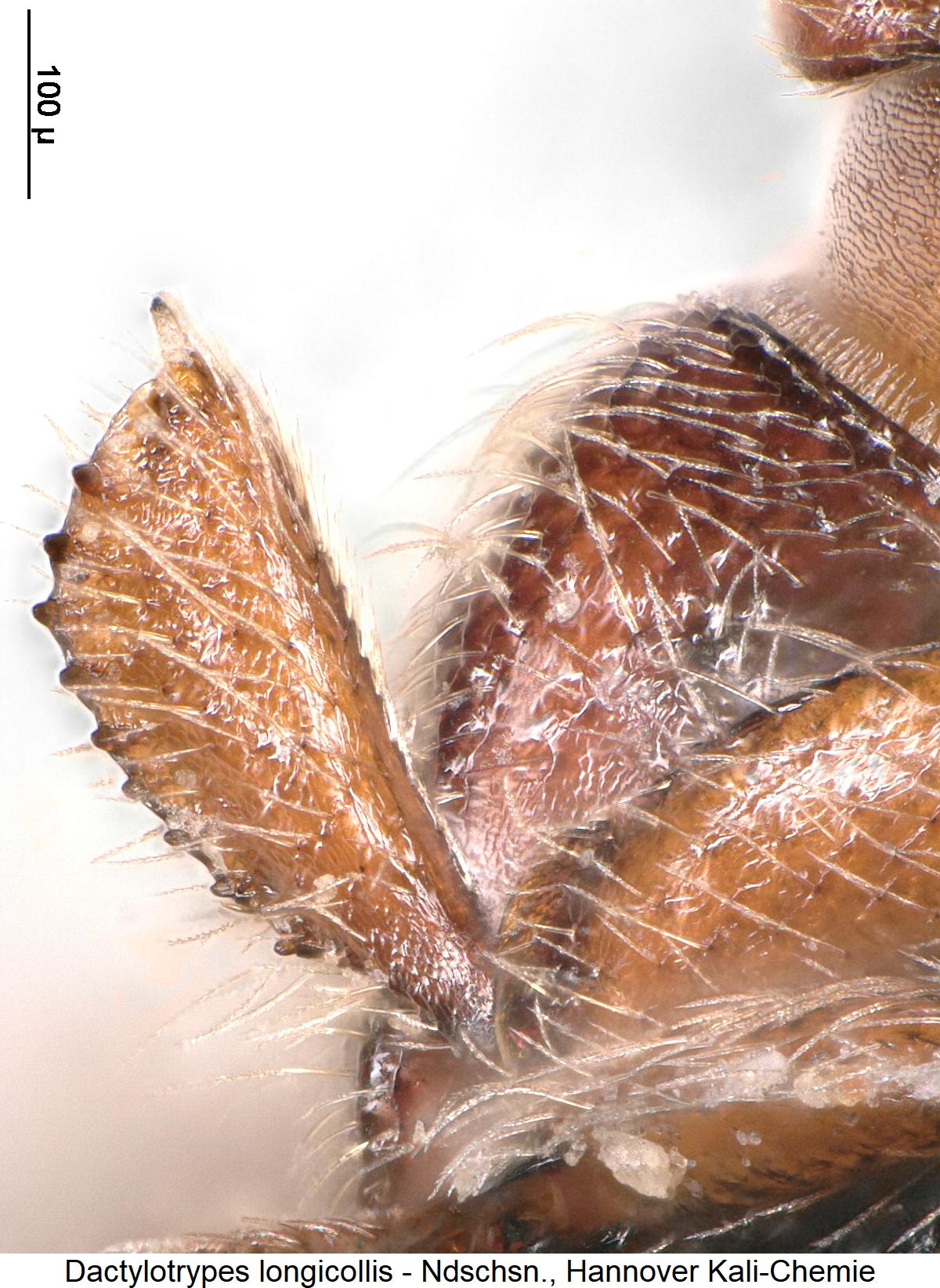 dactylotrypes_longicollis_vschn.jpg