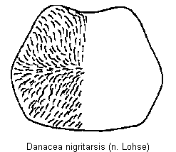 danacea_nigritarsis_hsch.gif