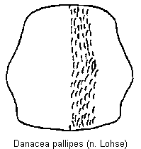 danacea_pallipes_hsch.gif