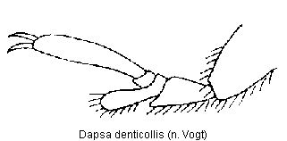 dapsa_denticollis_tr.gif
