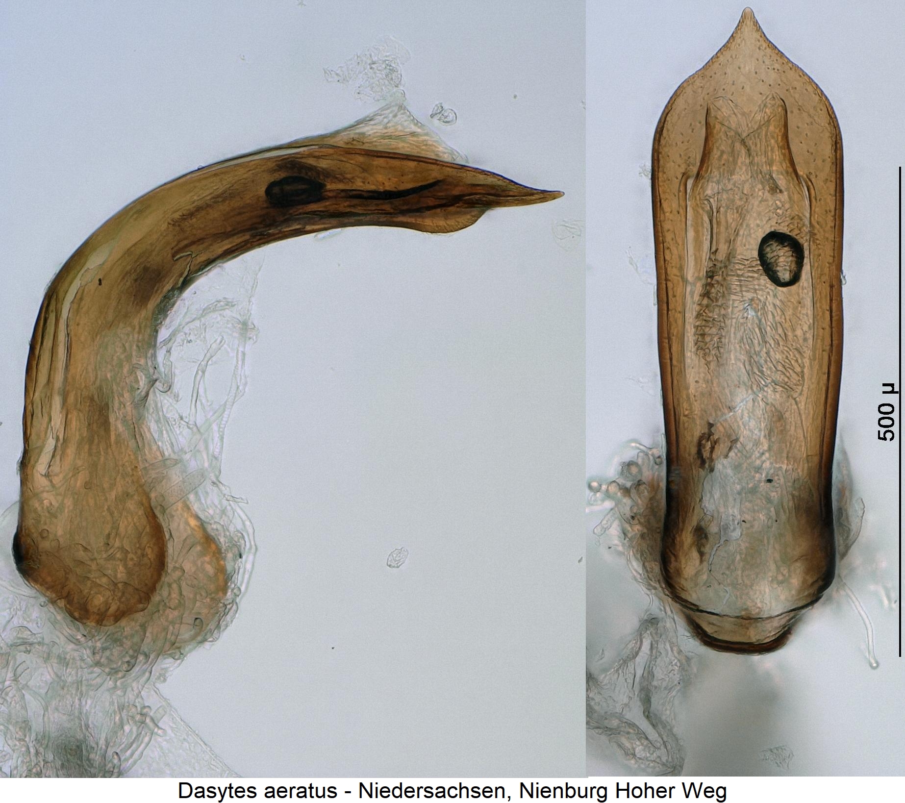 dasytes_aeratus.jpg