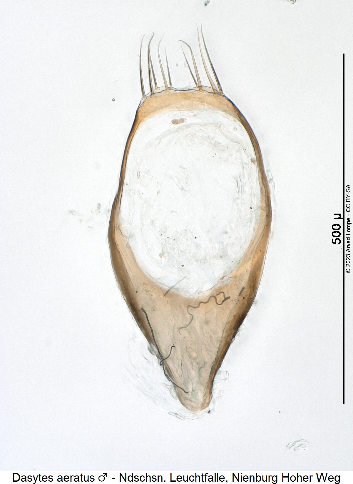 dasytes_aeratus_m_pm.jpg
