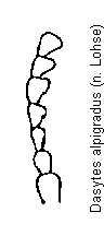 dasytes_alpigradus_f.gif