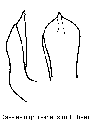 dasytes_nigrocyaneus.gif