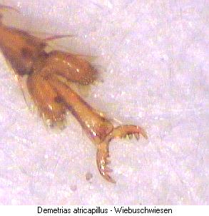 demetrias_atricapillus_tr.jpg