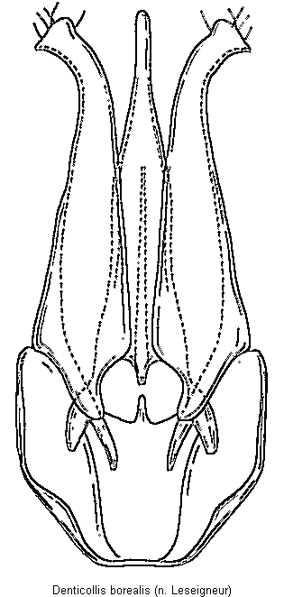 denticollis_borealis.gif