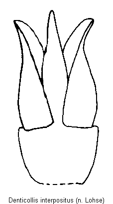 denticollis_interpositus.gif