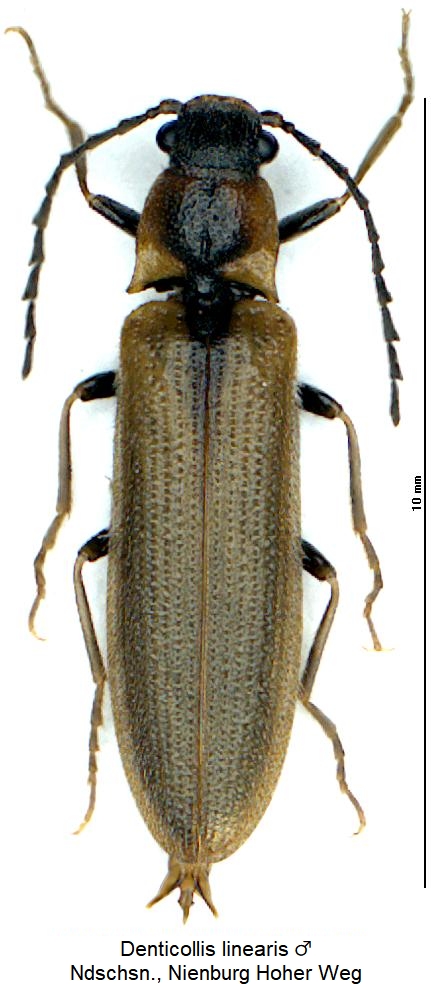 denticollis_linearis_hab.jpg