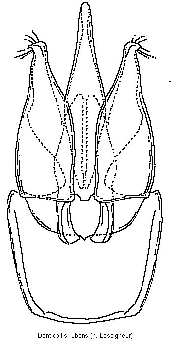 denticollis_rubens.gif