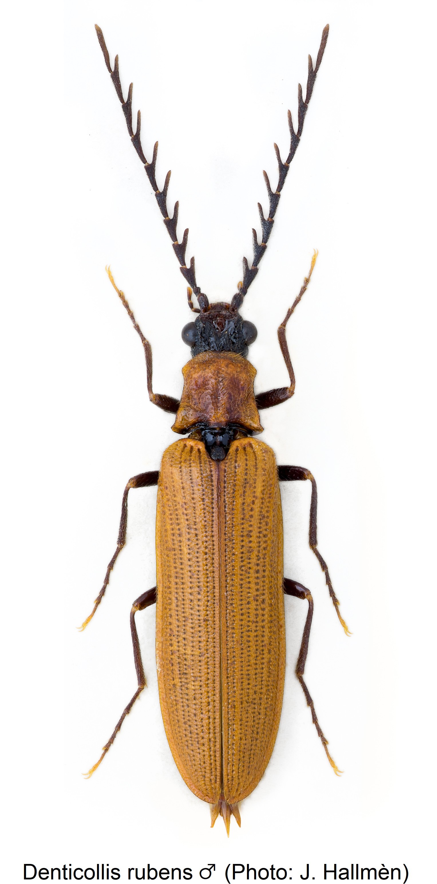 denticollis_rubens_m_hab.jpg