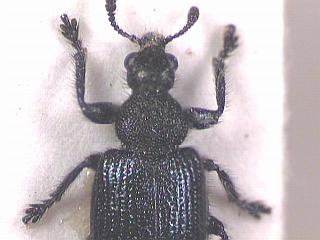 deporaus_tristis_vk.jpg