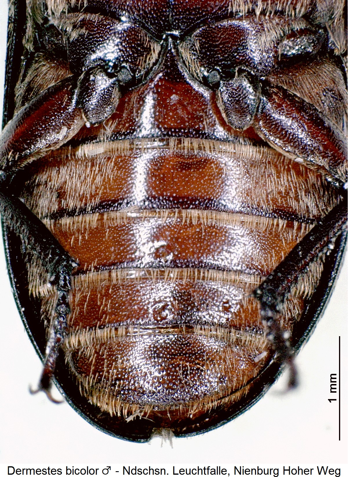 dermestes_bicolor_m_ck36205241_abd.jpg