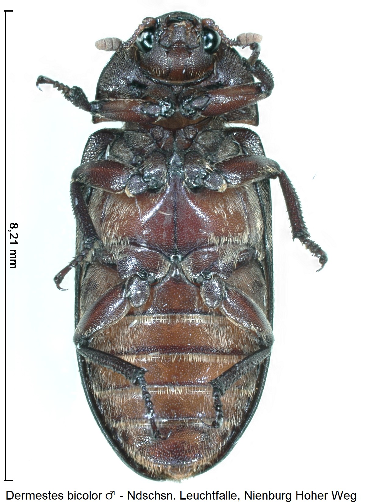 dermestes_bicolor_m_ck36205241_us.jpg