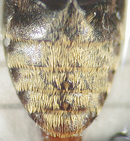 dermestes_erichsoni_abdomen.jpg