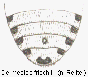 dermestes_frischii_hlb.gif