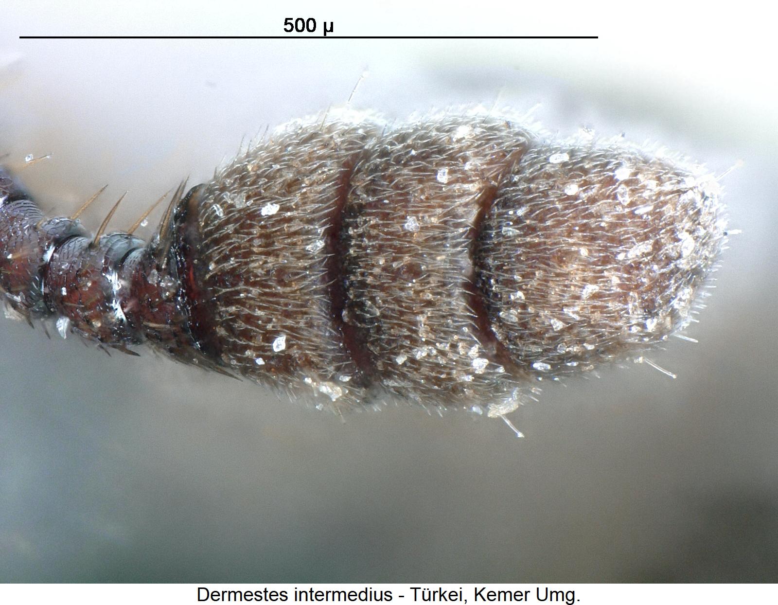 dermestes_intermedius_f.jpg