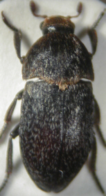 dermestes_laniarius.jpg