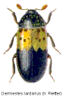 dermestes_lardarius.jpg