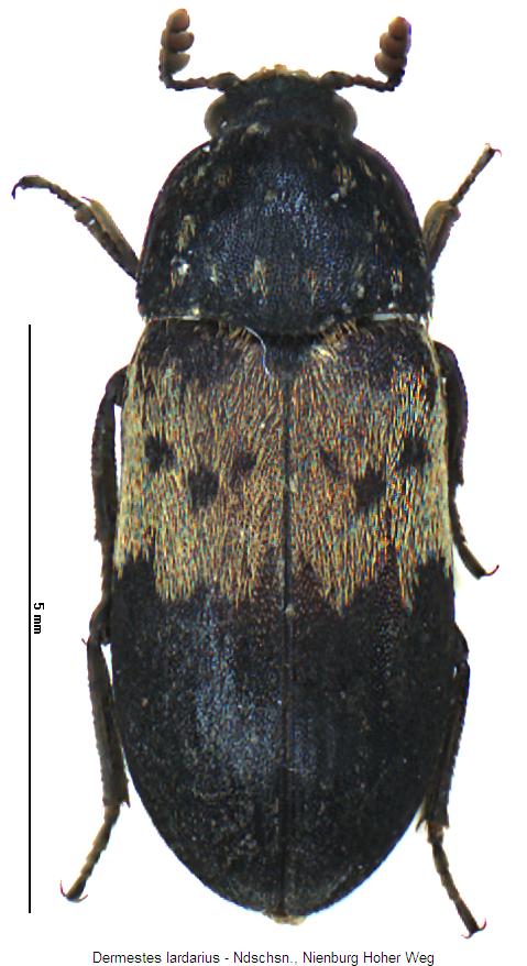 dermestes_lardarius_hab.jpg