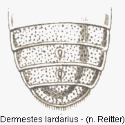 dermestes_lardarius_hlb.gif