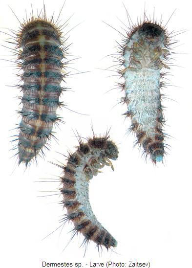 dermestes_larve.jpg