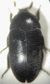 dermestes_olivieri.jpg