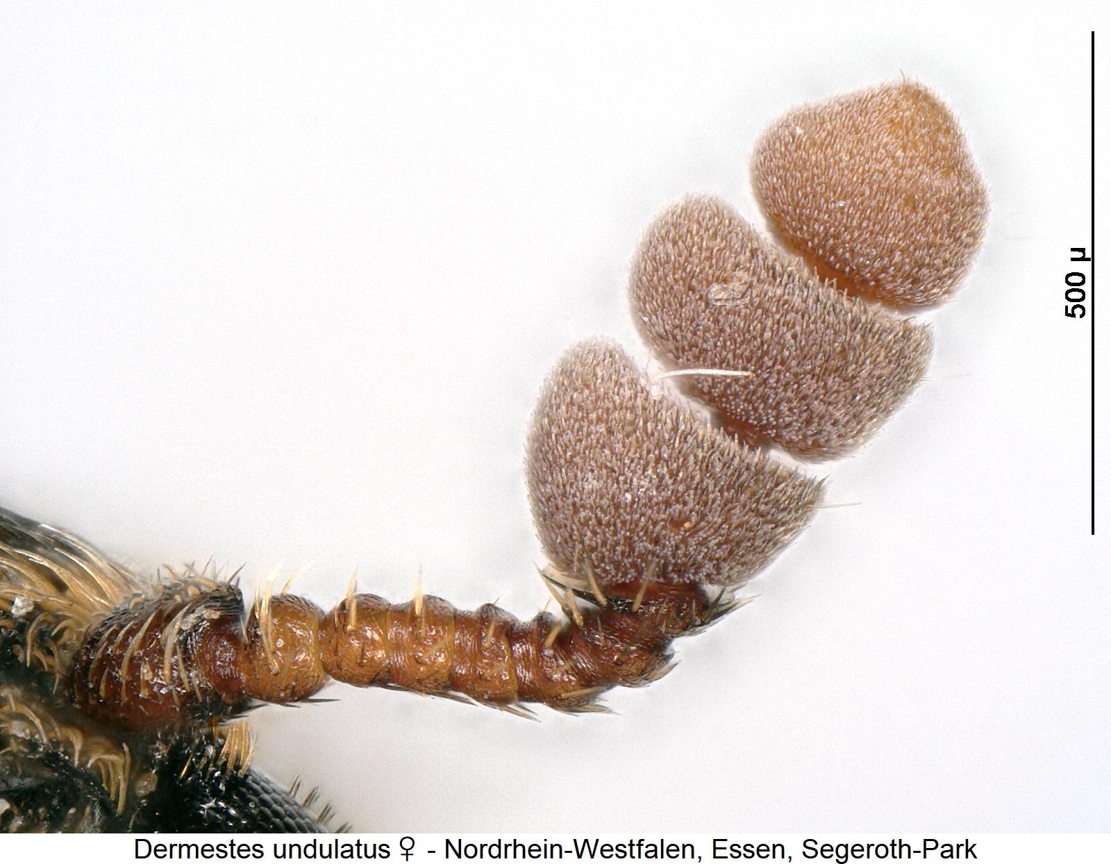 dermestes_undulatus_f1.jpg