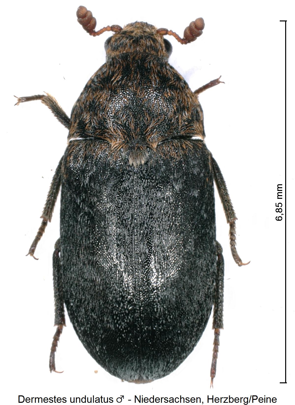 dermestes_undulatus_m_hab.jpg